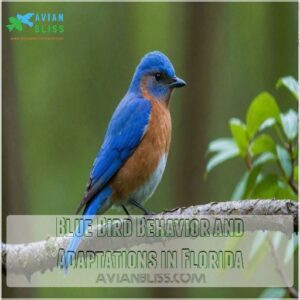 Blue Bird Behavior and Adaptations in Florida