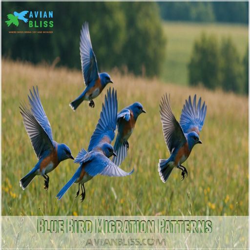 Blue Bird Migration Patterns