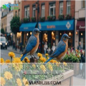 Blue Birds in Urban and Suburban Areas