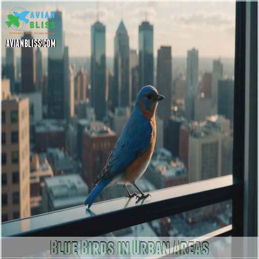 Blue Birds in Urban Areas