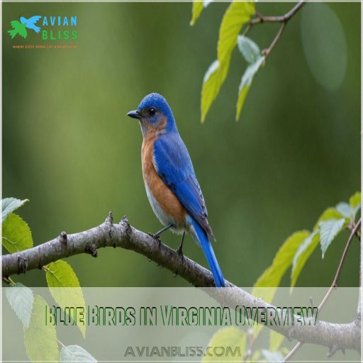 Blue Birds in Virginia Overview