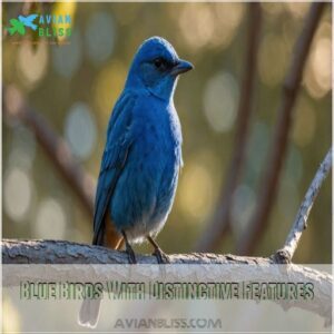 Blue Birds With Distinctive Features