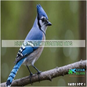 Blue Jay Identification Tips