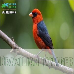 Brazilian Tanager