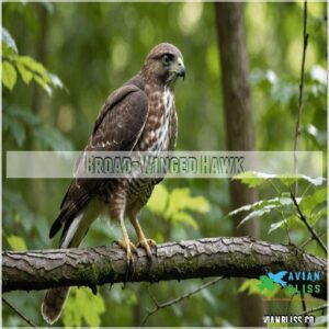 Broad-winged Hawk