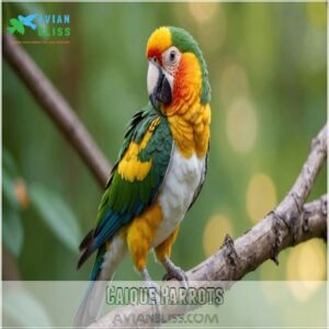 Caique Parrots