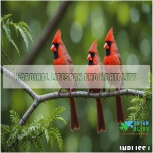 Cardinal Lifespan and Mortality