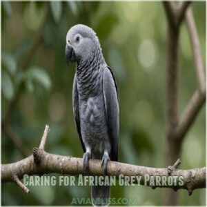 Caring for African Grey Parrots