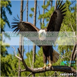 Characteristics of Large Birds in North Carolina