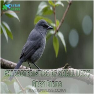 Characteristics of Small Dark Grey Birds