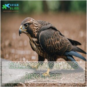 Characteristics of Texas Birds of Prey