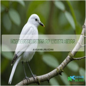 Characteristics of White Birds