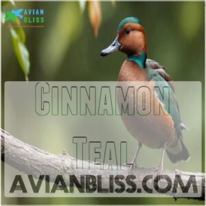 Cinnamon Teal