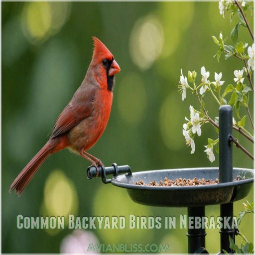 Common Backyard Birds in Nebraska