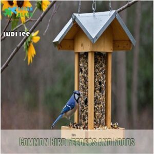 Common Bird Feeders and Foods