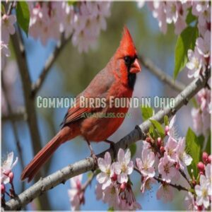 Common Birds Found in Ohio