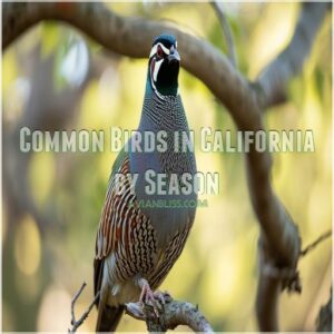 Common Birds in California by Season