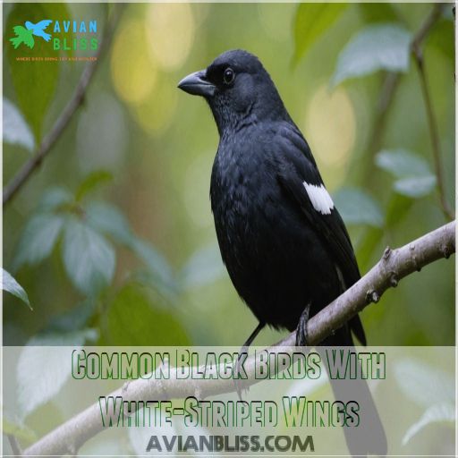 Common Black Birds With White-Striped Wings