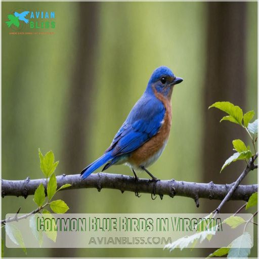 Common Blue Birds in Virginia