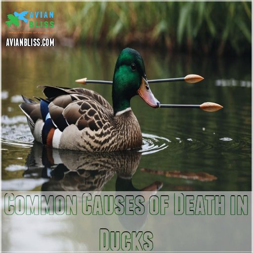 Common Causes of Death in Ducks