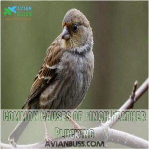 Common Causes of Finch Feather Plucking