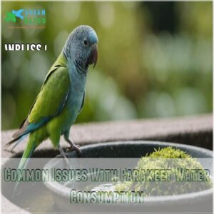 Common Issues With Parakeet Water Consumption