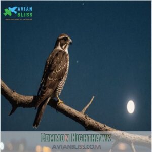 Common Nighthawk