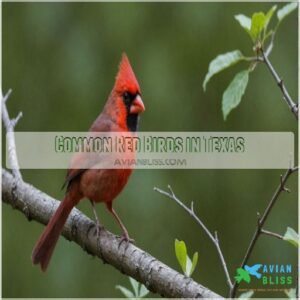 Common Red Birds in Texas