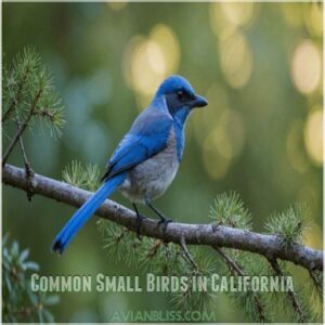 Common Small Birds in California