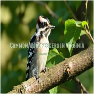 Common Woodpeckers in Virginia