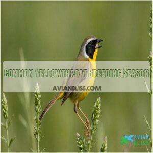 Common Yellowthroat Breeding Season