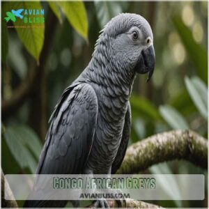 Congo African Greys