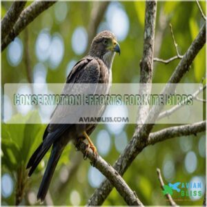 Conservation Efforts for Kite Birds