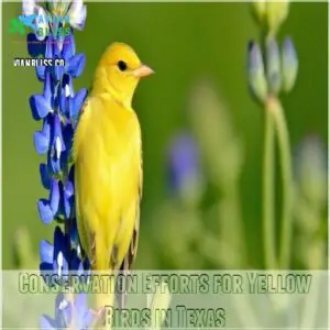 Conservation Efforts for Yellow Birds in Texas