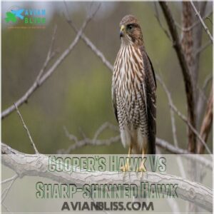 Cooper’s Hawk Vs Sharp-shinned Hawk