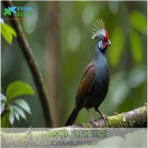 Crested Partridge