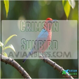 Crimson Sunbird