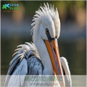 Dalmatian Pelican