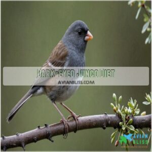 Dark-eyed Junco Diet