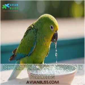 Dehydration and Heat Exposure in Parakeets