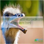 do ostriches have teeth