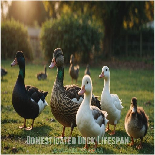 Domesticated Duck Lifespan