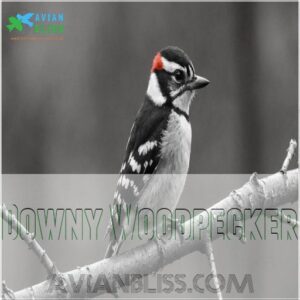 Downy Woodpecker