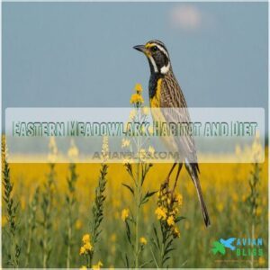 Eastern Meadowlark Habitat and Diet