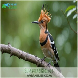 Eurasian Hoopoe