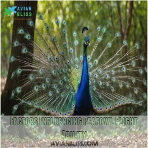 Factors Influencing Peafowl Flight Ability