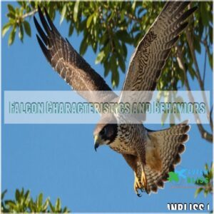 Falcon Characteristics and Behaviors