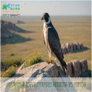 Falcon Conservation Status in Texas