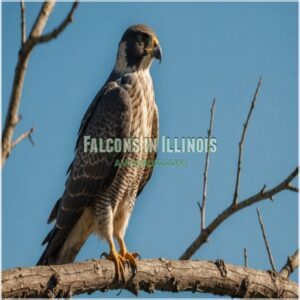 Falcons in Illinois