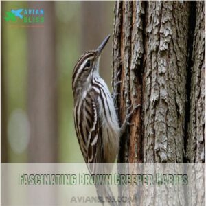 Fascinating Brown Creeper Habits